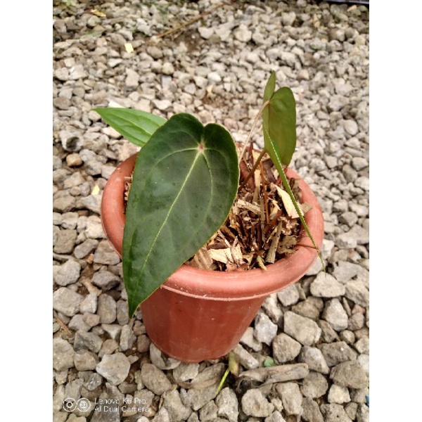 Anthurium Forgetii x Anthurium Ace Of Spades
