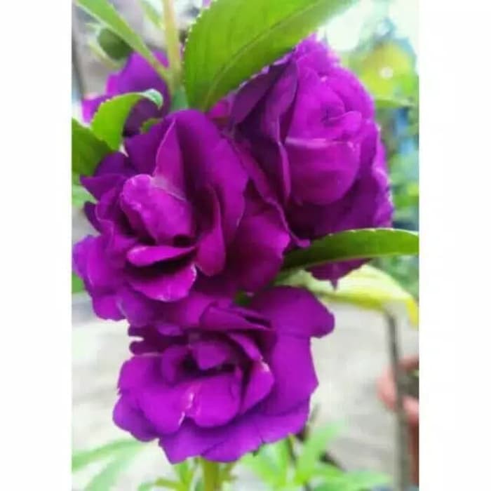 Benih Bibit Biji - Bunga Pacar Air Tumpuk UNGU / Purple Rose Balsam Impatiens Balsamina Seeds