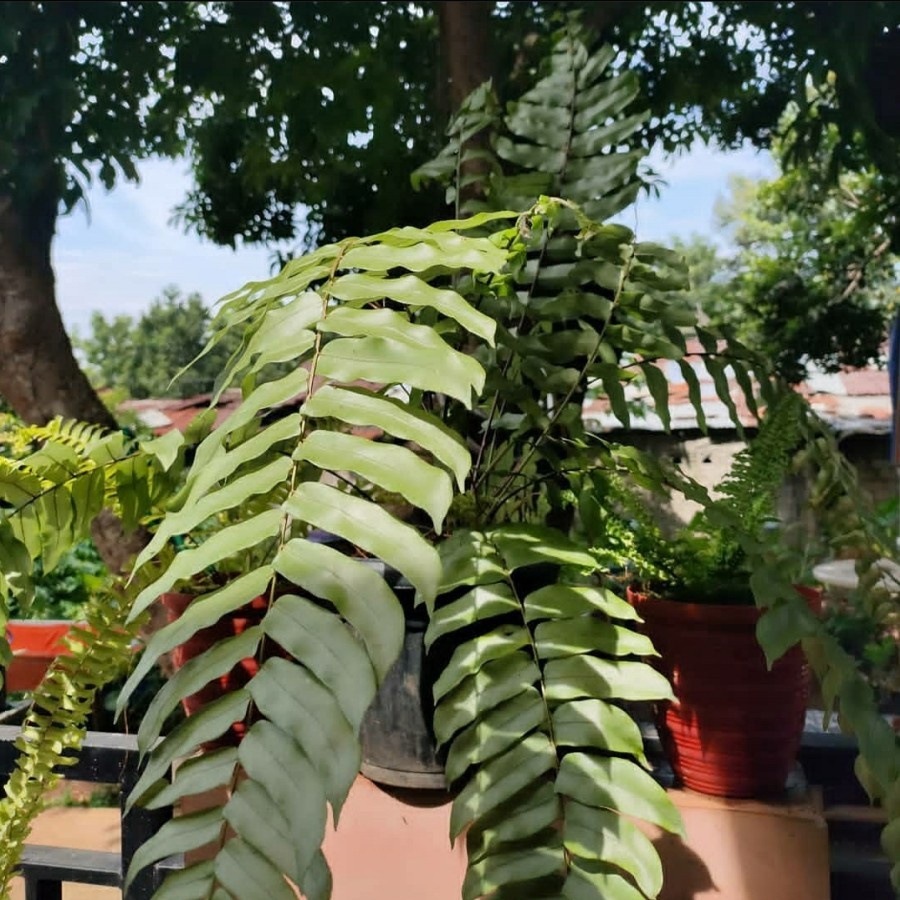 tanaman hias pakis menjuntai ukuran jumbo