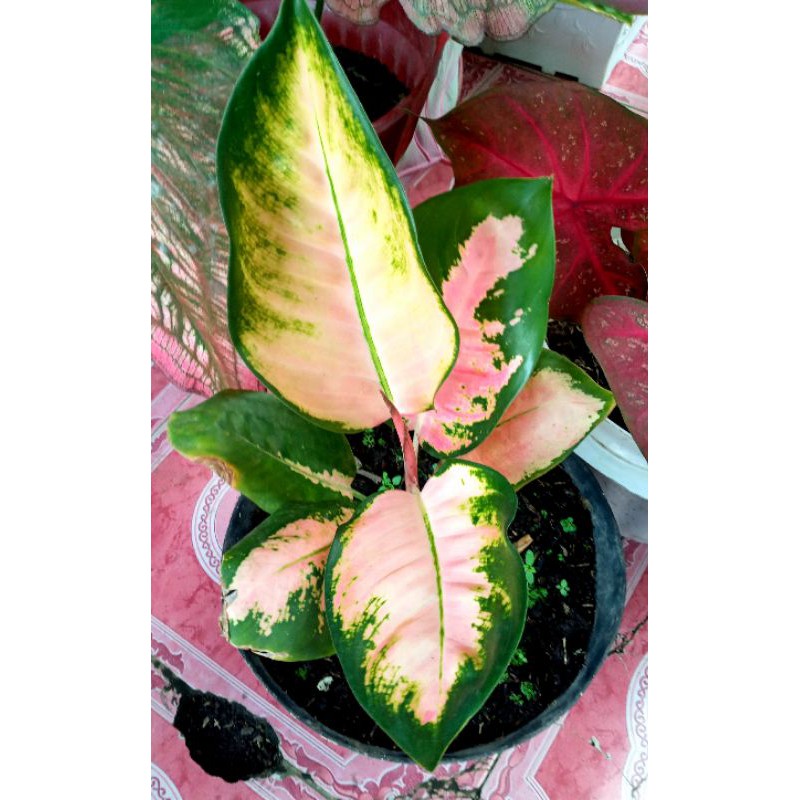 Tanaman Hias Aglonema Kochin Rimbun Real Picture