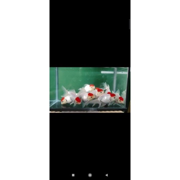 ikan Mas koki Oranda