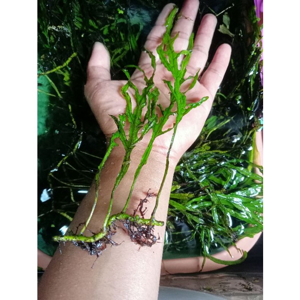 Kadaka Mini Trident - Tanaman air