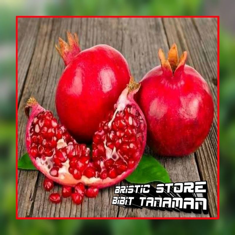 Bibit Delima Merah Super Terlaris
