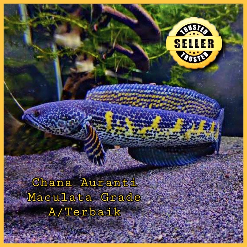 Chana Auranti Progresan Grade A+++ Simetris/Ekor Close/Sesuai Request /Gondrong/Terbaik