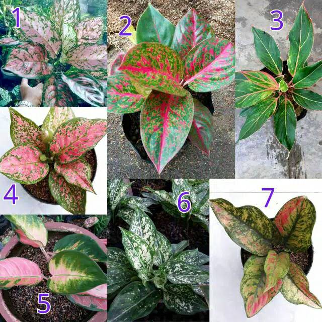 Paket aglonema 7 jenis