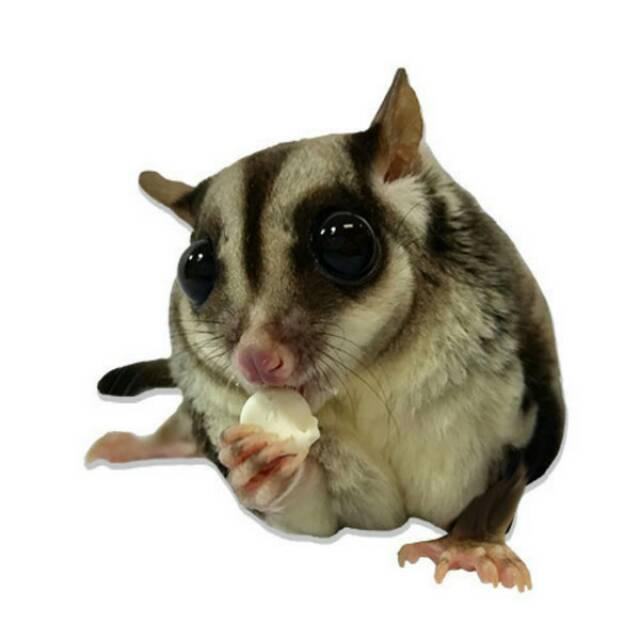 MAKANAN HAMSTER SUGAR GLIDER - SNACK HAMSTER SUGAR GLIDER KELINCI