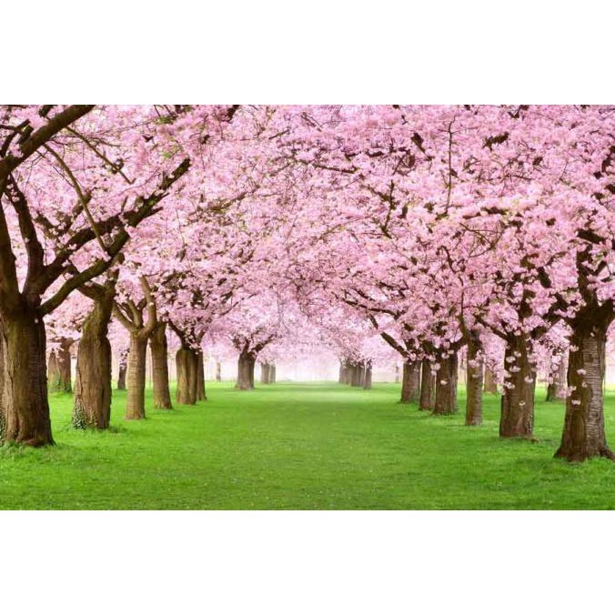 Wallpaper Dinding 3D Custom Murah Berkualitas Gambar Bunga Sakura1 Yolansya12