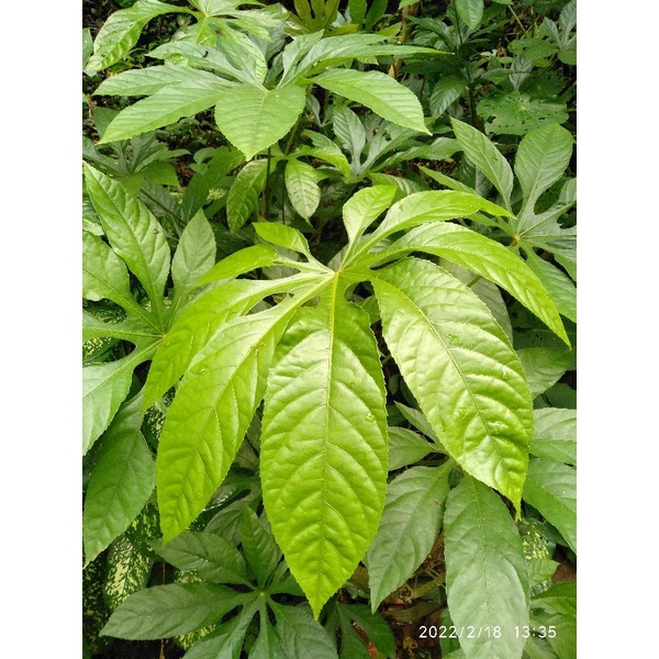 

[Fresh] TANAMAN HIAS FATSIA POLYCARPA LOKAL BATANG DURI / BONGGOL