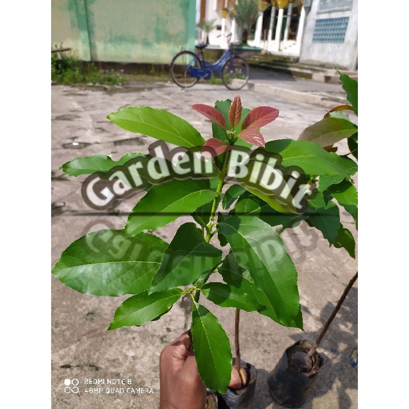 bibit alpukat aligator alpukat jumbo