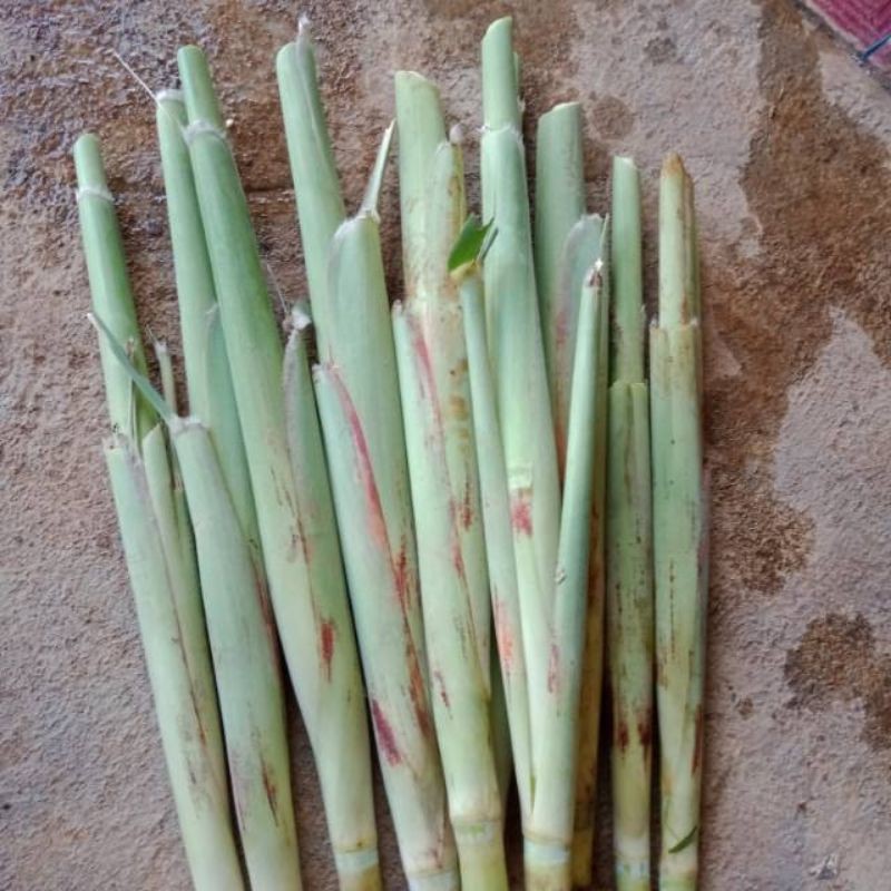 

terubuk trubuk turubuk Endog Tiwu Bunga telor Telor tebu satuan