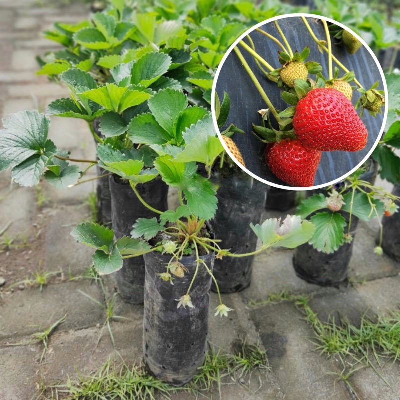 Jual (BERGARANSI) Bibit Tanaman Buah Strawberry California Sudah ...