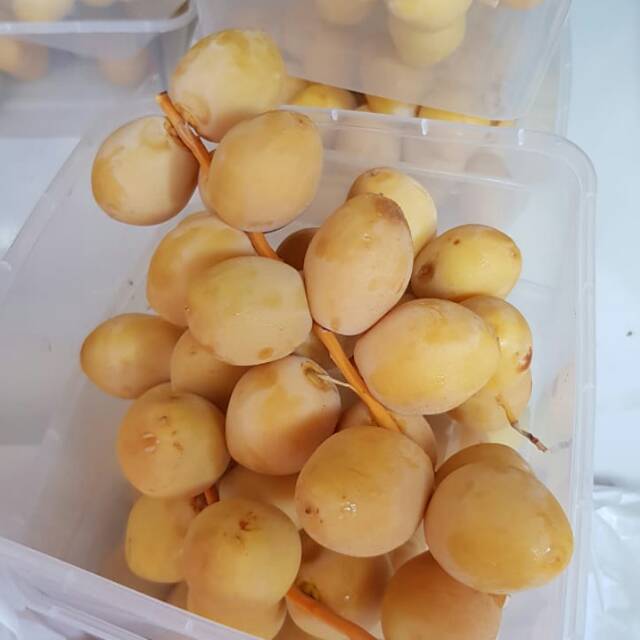 

KURMA MUDA