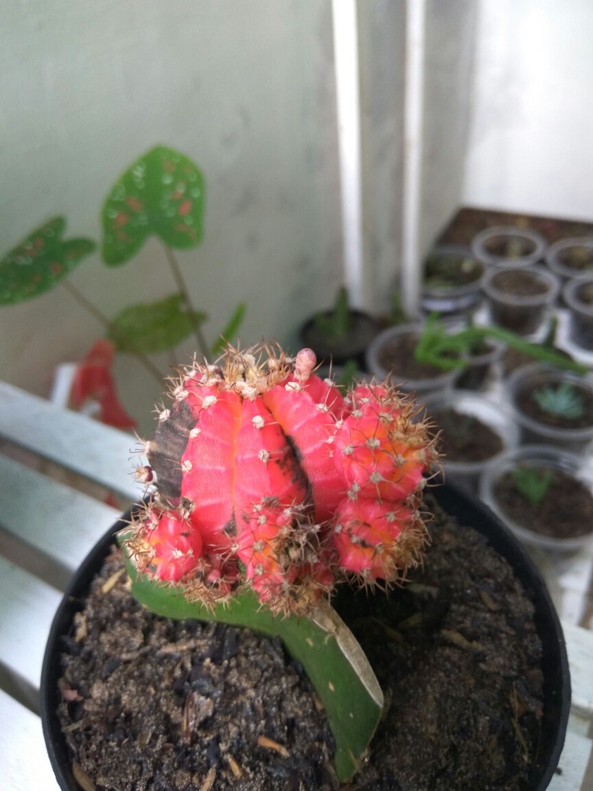 Kaktus Gimno Trikaler Per Pot