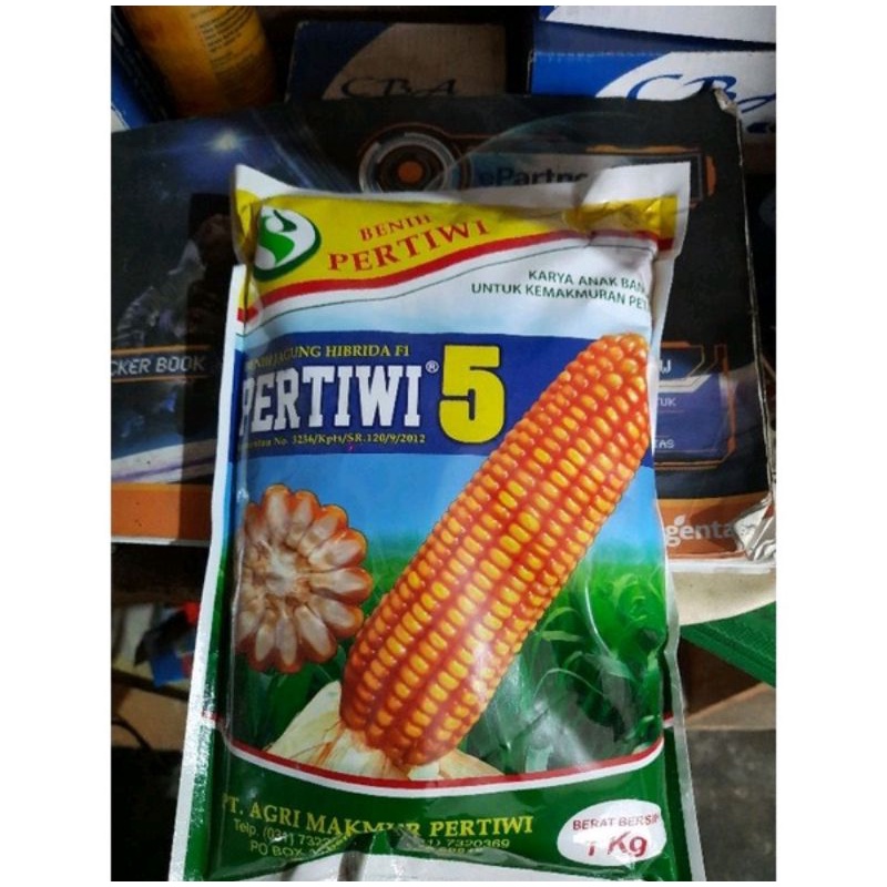 Benih jagung Hibrida pertiwi 5