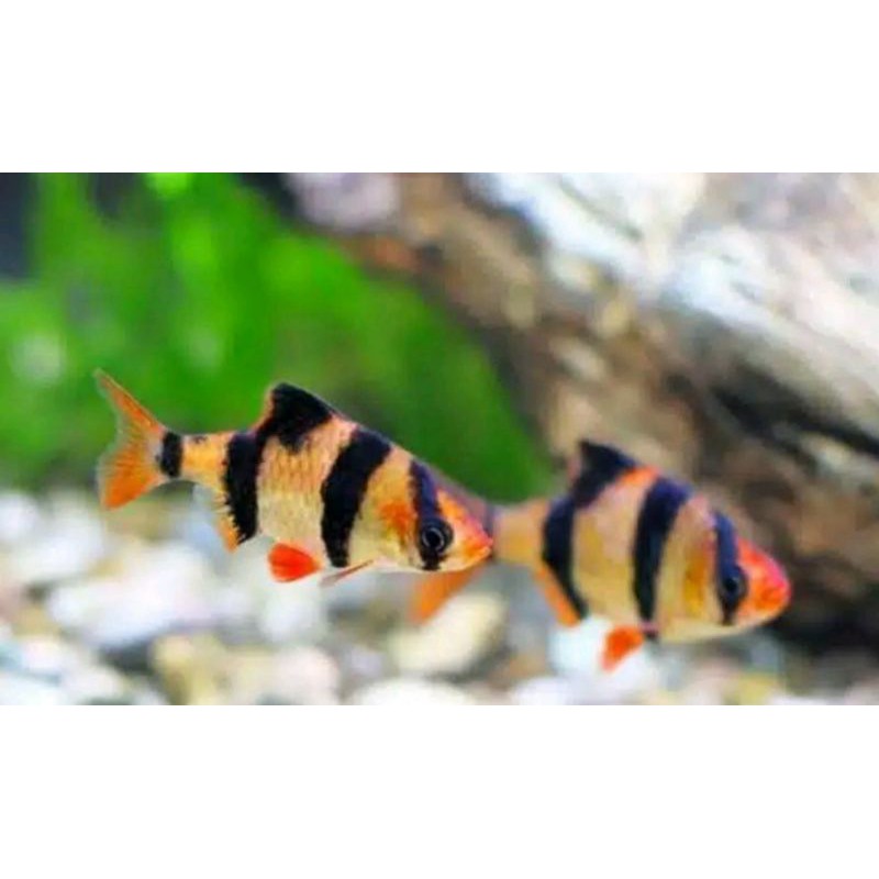 ikan sumatra tiger barb