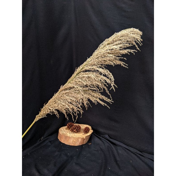 Pampas bulu original Pampas kering bulu halus kualitas terbaik