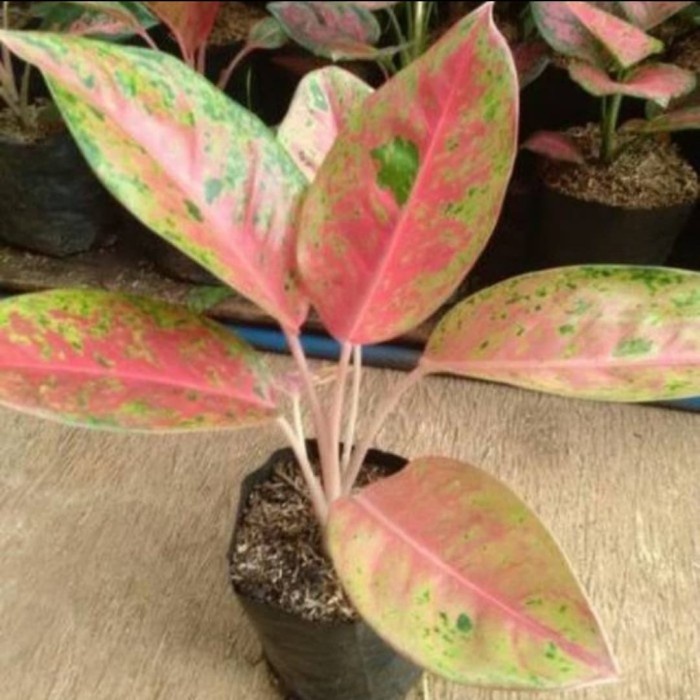 Tanaman-Bibit-Benih- Tanaman Aglaonema Big Roy|Aglonema Big Roy -Benih-Bibit-Tanaman.