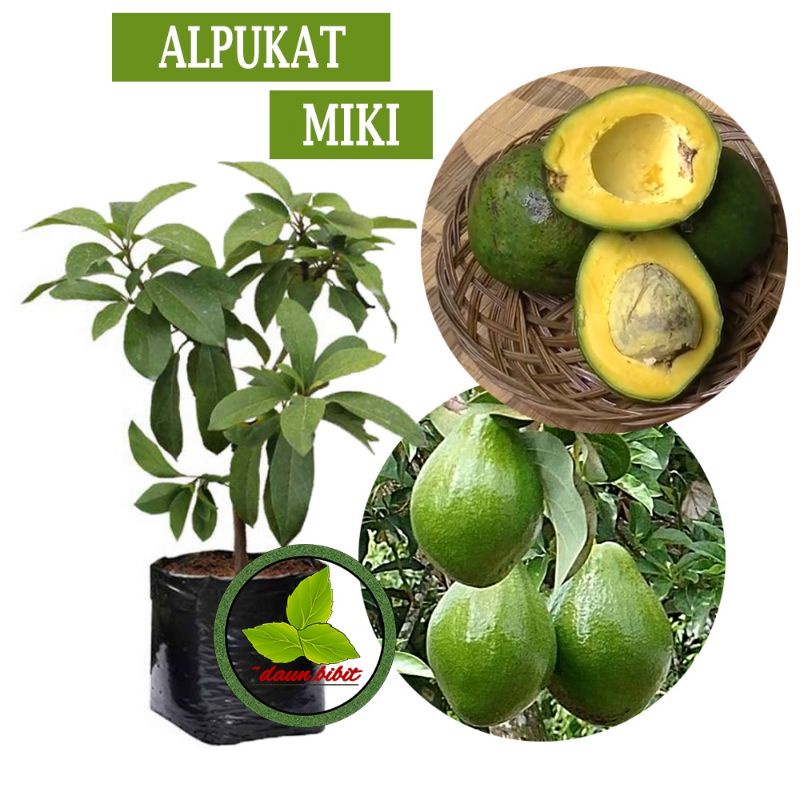 bibit apokat miki valid