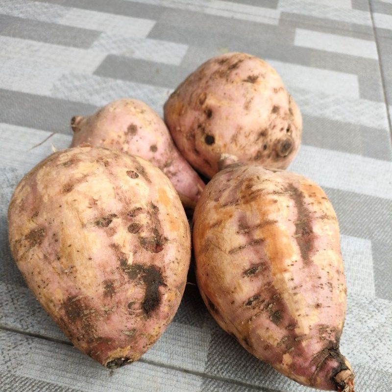 

KETELA MADU SUPER FRESH 1 KG TELA MADU