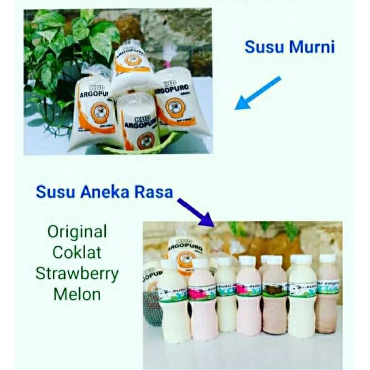 

Susu krucil KUD Argopuro Probolinggo