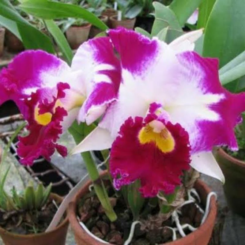 Anggrek Cattleya Chan Hsiu Jewel Shan Mei | Cattleya Bunga Indah | Anggrek Murah