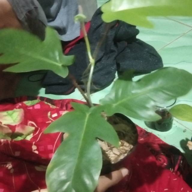 TANAMAN HIAS PHILODENRON MERPATI // PHILO MERPATI