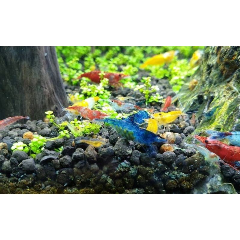paket udang hias Aquascape (20 ekor) / udang hias Aquascape