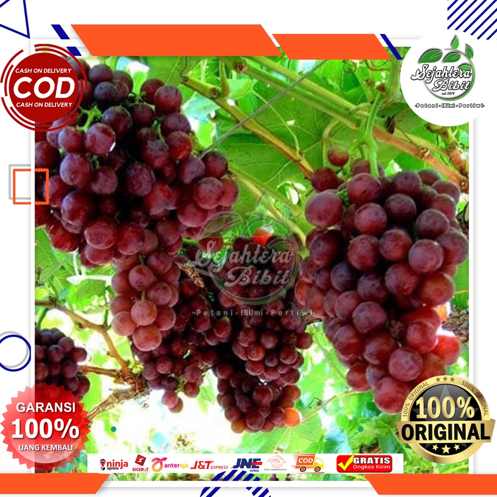 BIBIT ANGGUR RED UKRAINA BELI 5 BONUS PUPUK PERTUMBUHAN DAN PEMBUAHAN