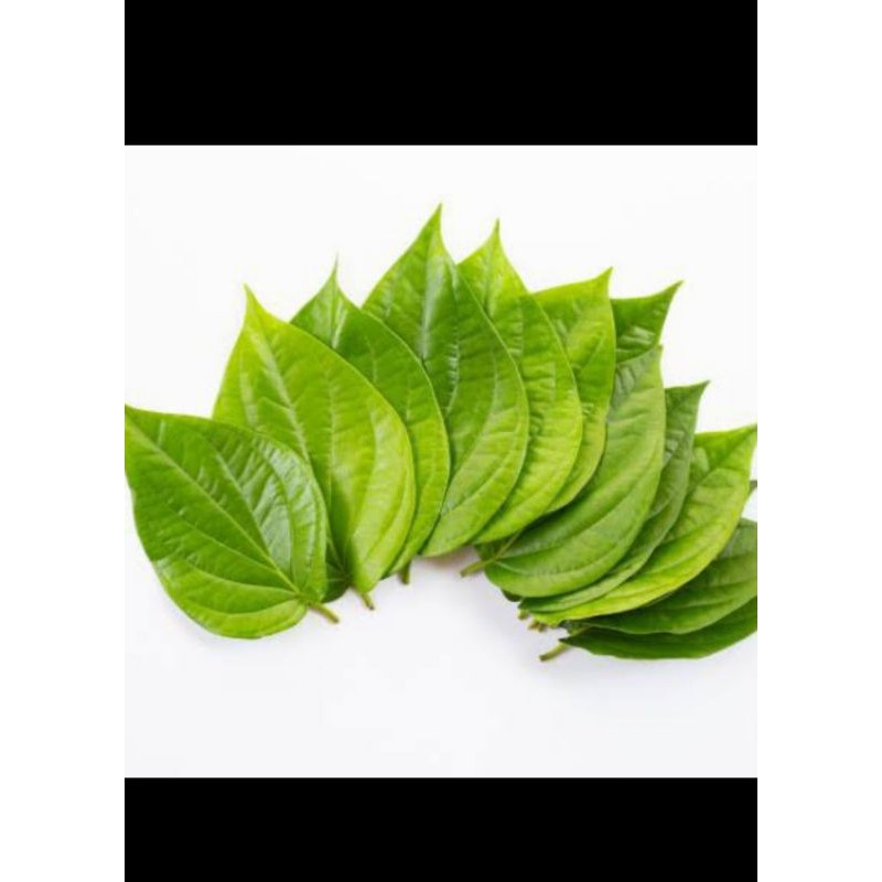 

Daun Sirih Segar Fresh - 250 Gram
