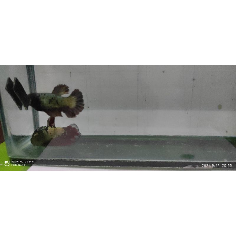 Sepasang Ikan Cupang AVCG , sepasang Avatar Gordon dan Plakat Marble Blue Dot