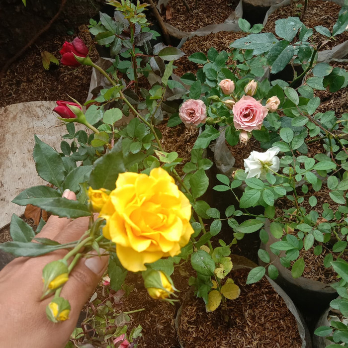 Aneka tanaman bunga mawar - bibit bunga mawar