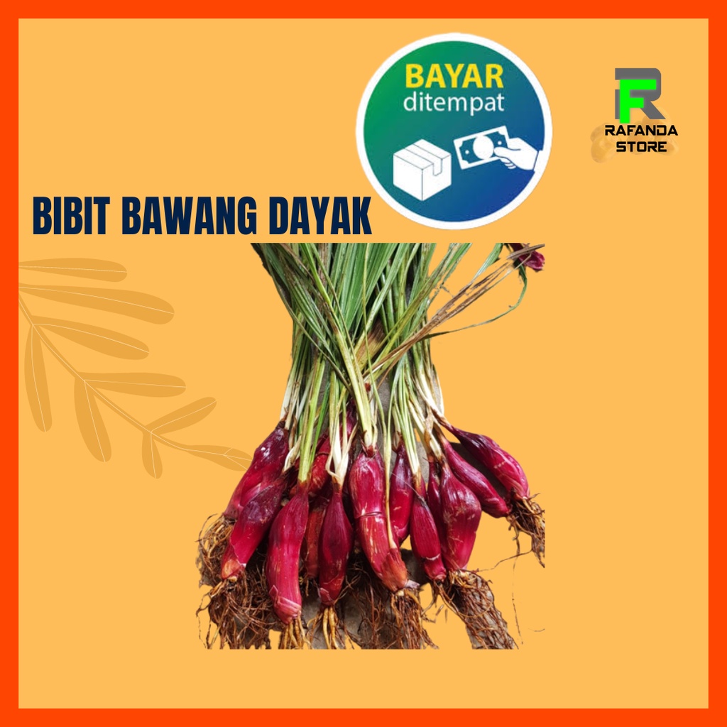 Bibit bawang dayak