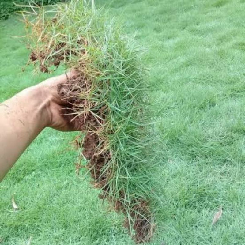 Tanaman rumput Jepang - rumput peking 50cm siap tanam berjarak