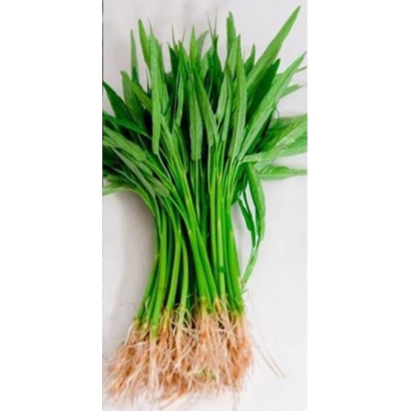 benih kangkung/bibit sayur kangkung unggul f1 tanaman organik/hidroponik