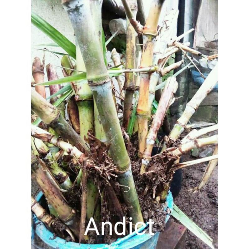 bibit telur tebu. terubuk perbatang