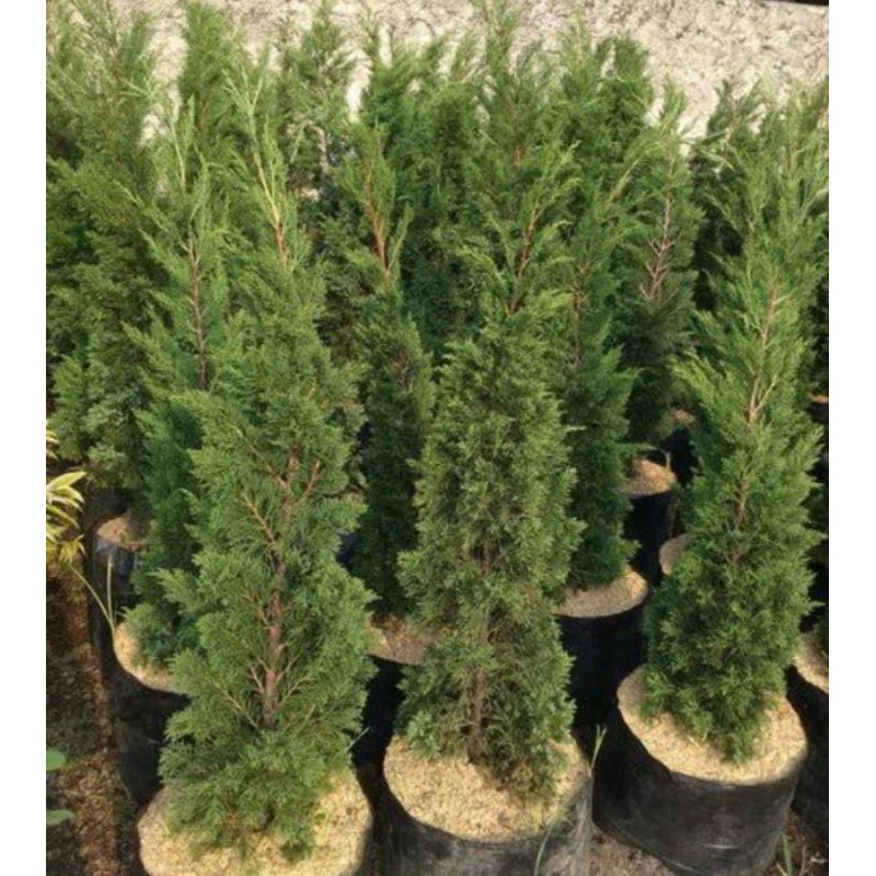 cemara lilin - cemara natal Tinggi 70cm