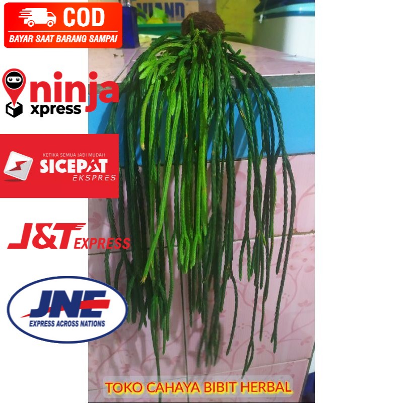 (TERMURAH) bibit Rumpai lycopodium EKOR KUDA tanaman hias rumpai original/gambar asli