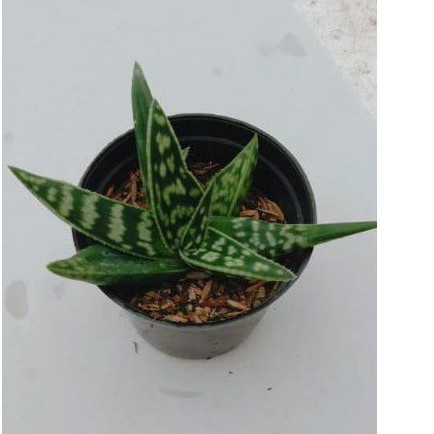 Kaktus Aloe plant Loreng