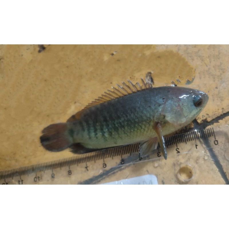 Bibit ikan betok sedang