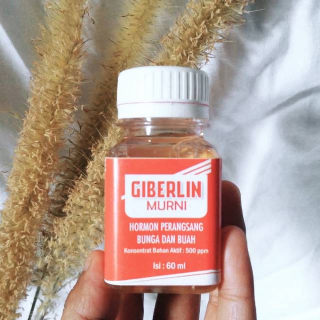 Auksin, Giberlin, Sitokinin ( Perangsang Pertumbuhan Tanaman)