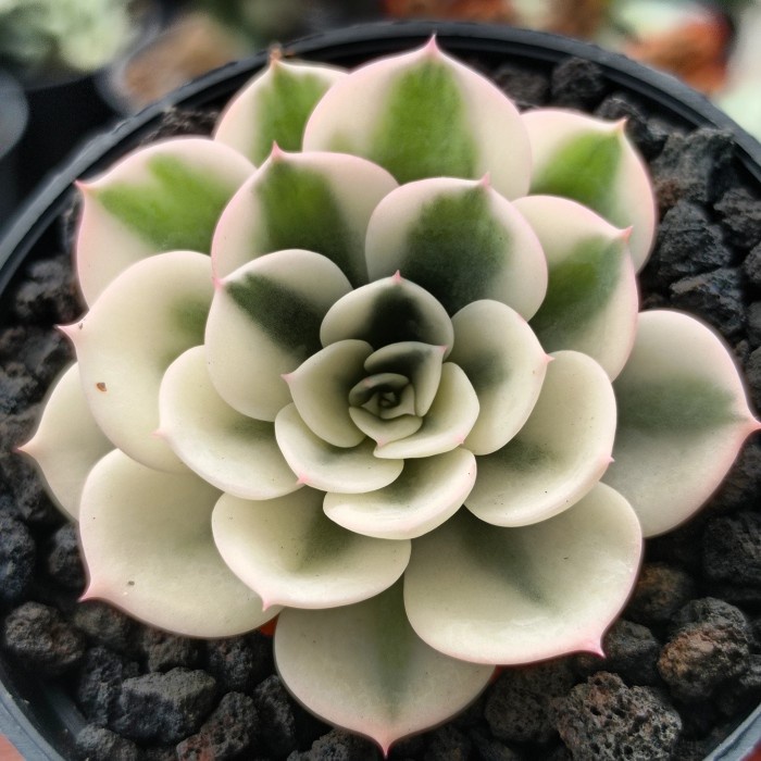 echeveria compton carousel