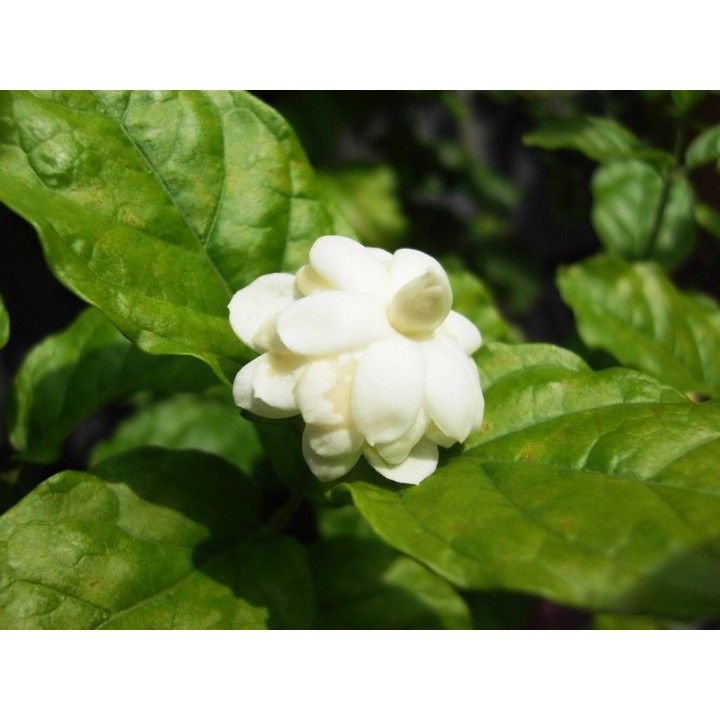 Paket Tanaman Bunga Melati (jasminum sambac)5 pohon 5 jenis