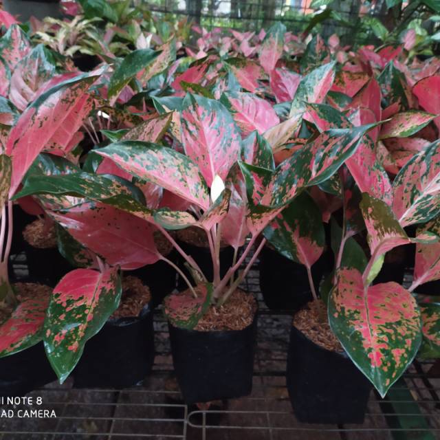 Tanaman hias aglaonema kocin tembaga