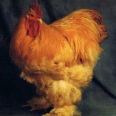 

TELUR AYAM HIAS BRAHMA GC isa di tetaskan