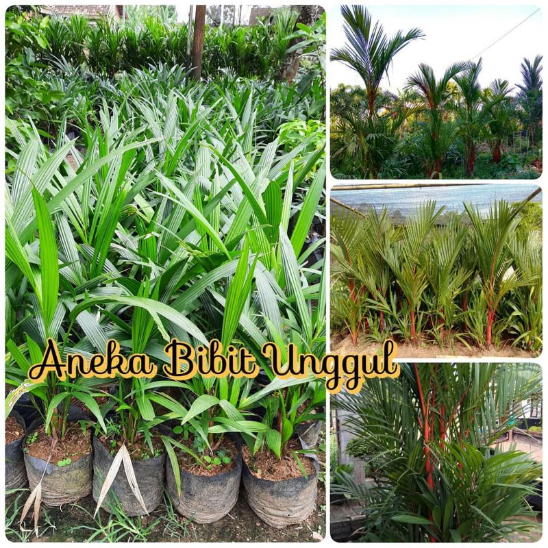 PROMO  BISA COD Tanaman palem merah - pohon palem merah - tinggi 40-50 cm