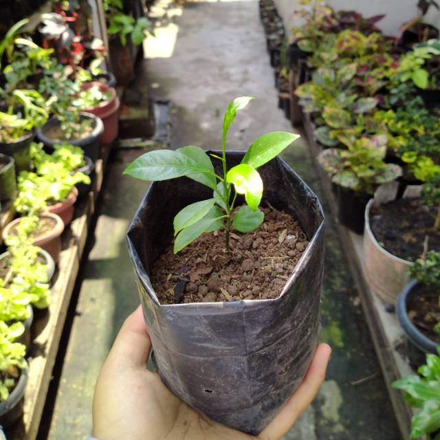 

Bibit buah jeruk kasturi