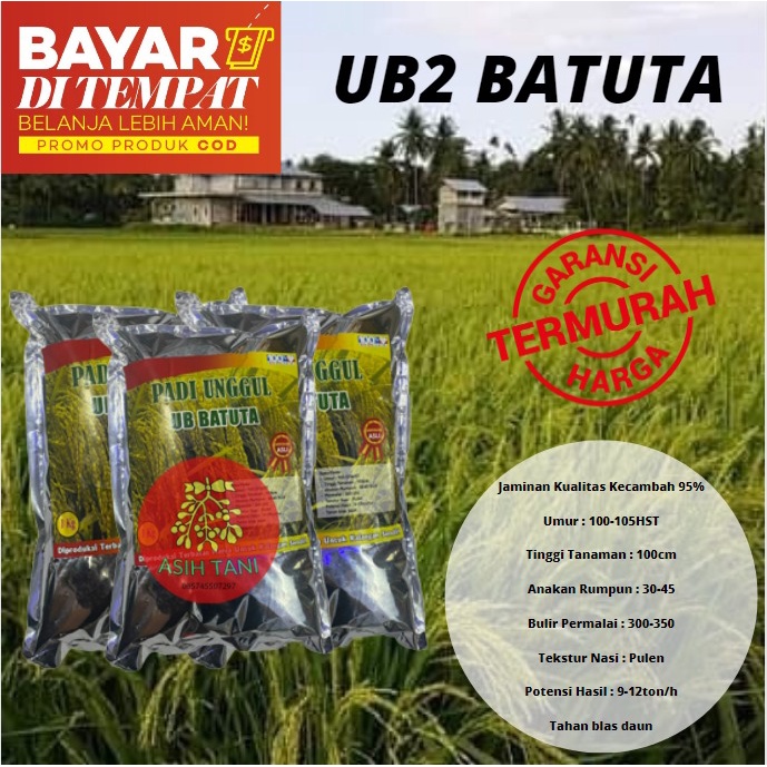 Benih Bibit Padi Batuta UB2 1kg Unggul