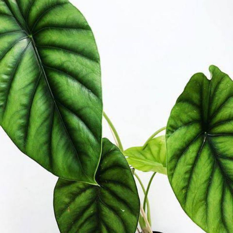 tanaman hias caladanium tengkorak hijau || keladi tengkorak hijau