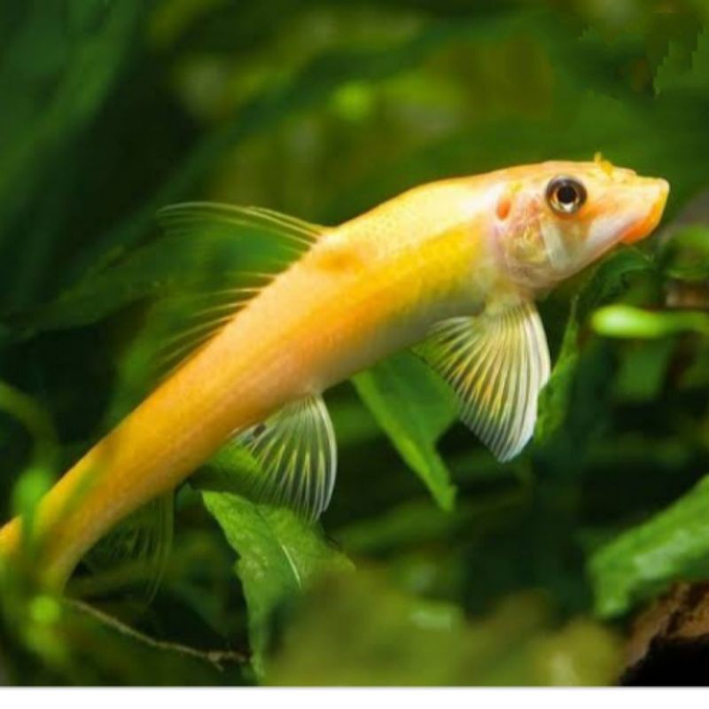 Chinese algae eater cae