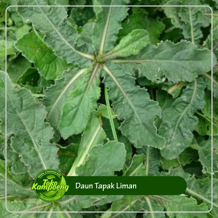 

Daun Tapak Liman Segar 500gram -Obat Herbal akar daun